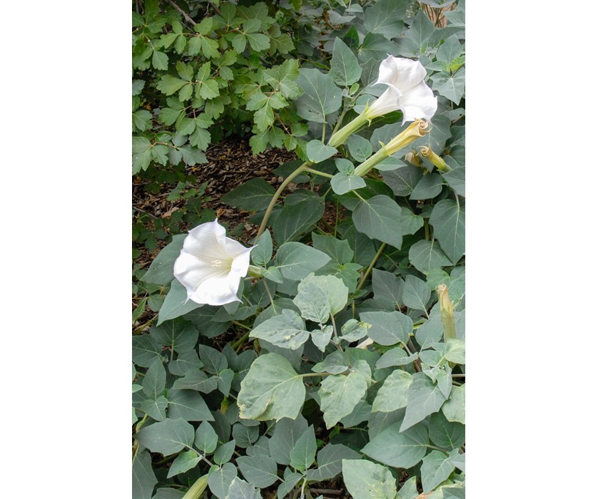 Sacred Datura